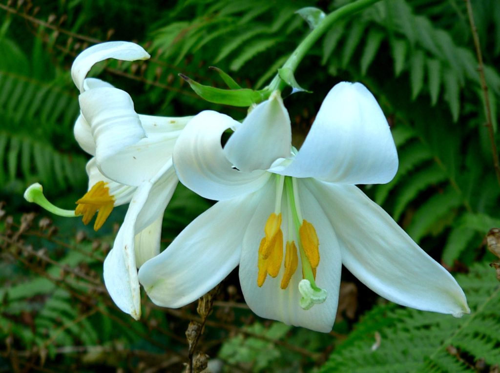 A field lily